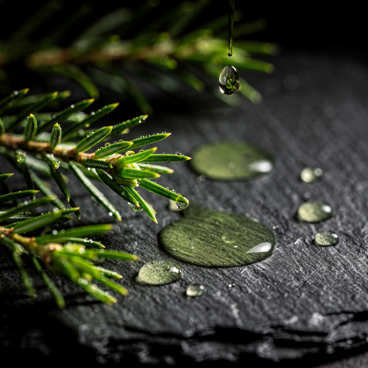 Tea tree sprig with oil droplets on slate